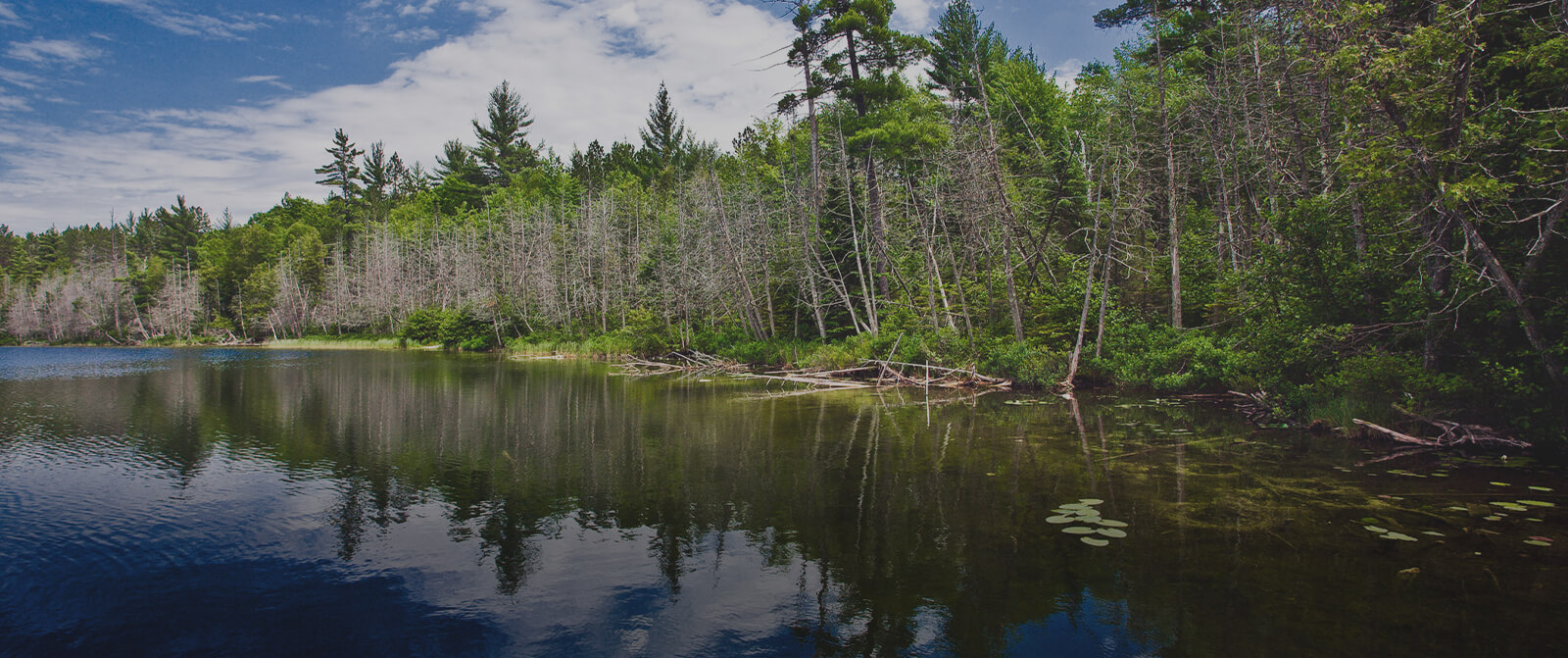 Scenic view of the Flint River