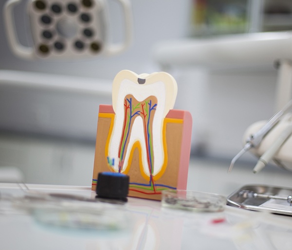 Model of the inside of a tooth and root canals